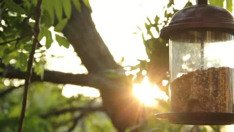 MVI 4570 Stock Footage 10905705