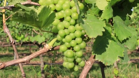 MVI 4625.1 Stock Footage 82712127