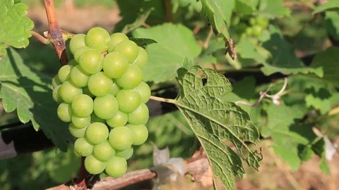 MVI 4634.1 Stock Footage 82713079