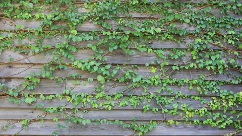 MVI 4648.1 Stock Footage 82713237