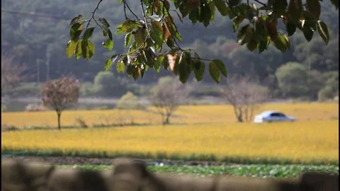 MVI 4664 Car Passing Through Korean Autumn Countryside Beyond Traditional Wall Stock Footage 336942838