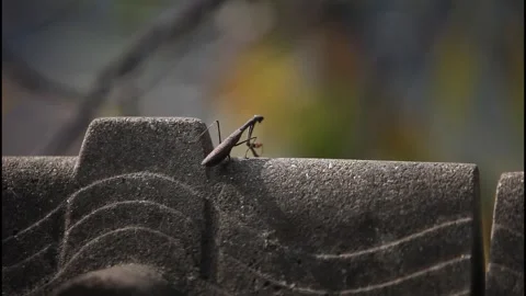 MVI 4679Black Praying Mantis Resting on a Brick Surface Stock Footage 336942847