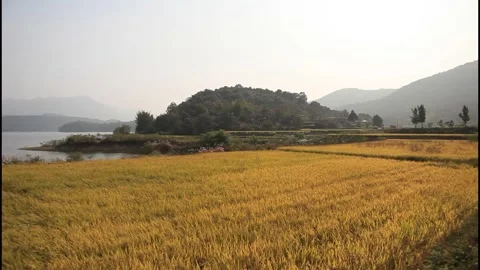 MVI 4684 Right Pan Across Golden Rice Fields in Rural Korea Stock Footage 336942854