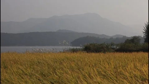 MVI 4689 Ripe Rice Fields with Lake and Mountains in Rural Korea Stock Footage 336942859