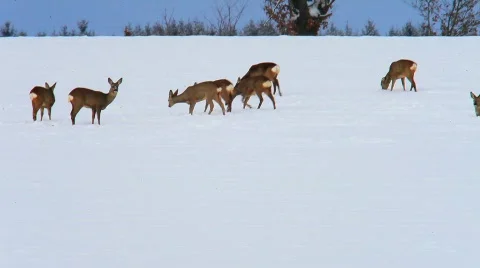 MVI 4773 Stock Footage 622346