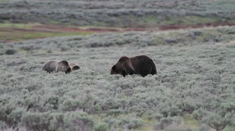 MVI 4948 Stock-Footage 11626902