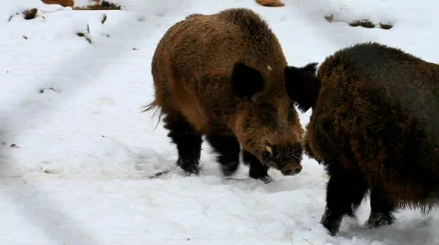 MVI 5105 Stock Footage 629660