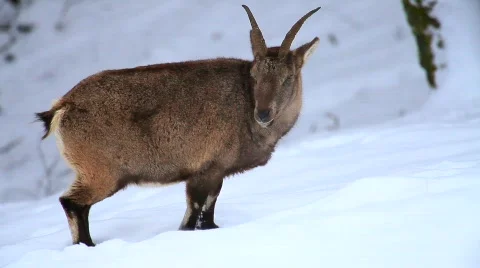 MVI 5133 Stock Footage 629640