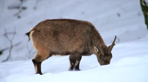 MVI 5134 Stock Footage 629619