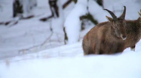 MVI 5135 Stock Footage 629525