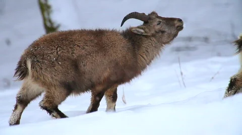 MVI 5136 Stock Footage 629438