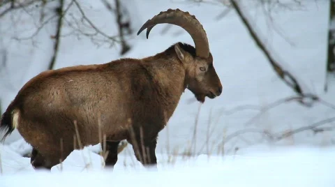 MVI 5137 Stock Footage 629424