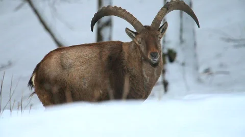 MVI 5138 Stock Footage 629415