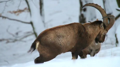 MVI 5143 Stock Footage 629407