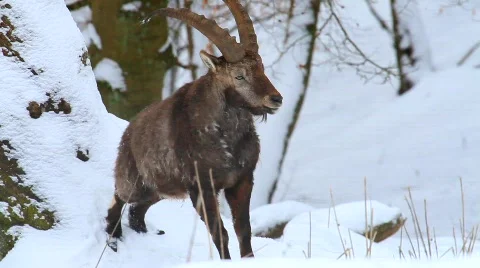 MVI 5155 Video stock 629386