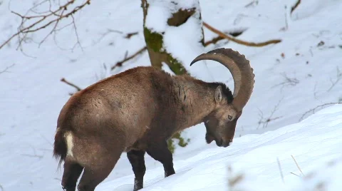 MVI 5156 Stock Footage 629375