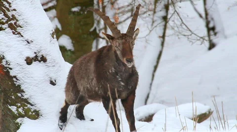 MVI 5157 Stock Footage 629349