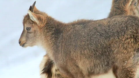 MVI 5160 Stock Footage 629334