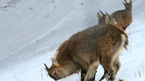 MVI 5161 Stock Footage 629327