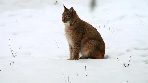 MVI 5173 Video stock 629319