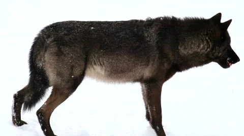 MVI 5191 Stock Footage 629314