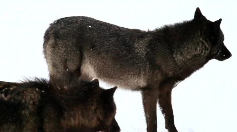 MVI 5192 Stock Footage 629306