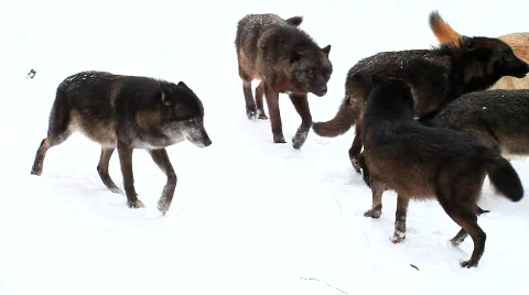 MVI 5193 Stock Footage 629292