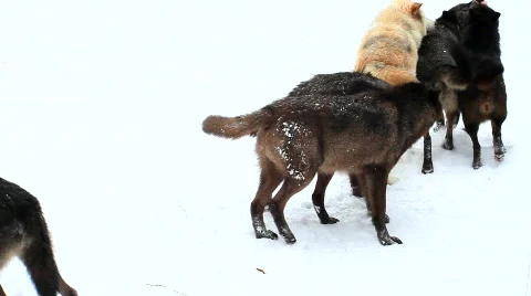 MVI 5194 Stock Footage 629283