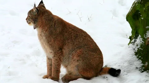 MVI 5197 Stock Footage 630179