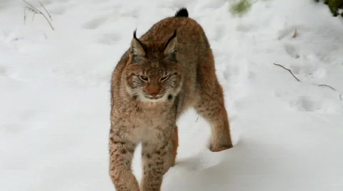 MVI 5206 Stock Footage 630164