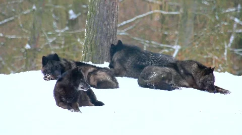 MVI 5210 Stock Footage 630131