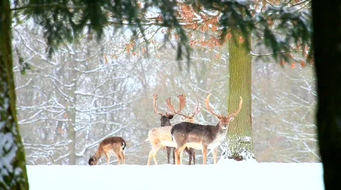 MVI 5216 Stock Footage 630099