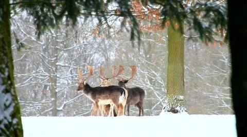 MVI 5221 Stock Footage 630055