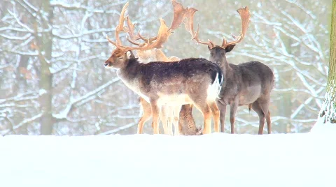 MVI 5222 Stock Footage 629940