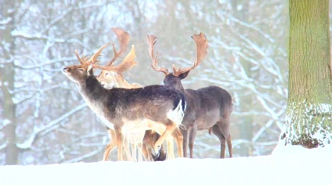 MVI 5225 Stock Footage 629756