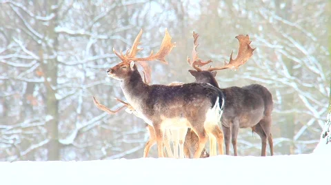 MVI 5226 Stock Footage 629737