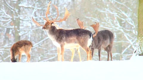 MVI 5230 Stock Footage 629722