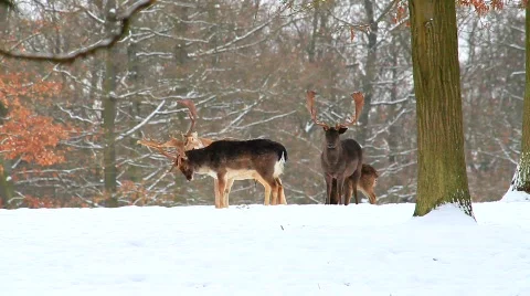 MVI 5239 Stock Footage 629256