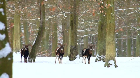 MVI 5240 Stock Footage 629124