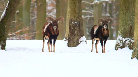 MVI 5241 Stock Footage 629103