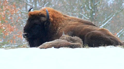 MVI 5257 Stock Footage 629084