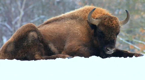 MVI 5263 Stock Footage 629067