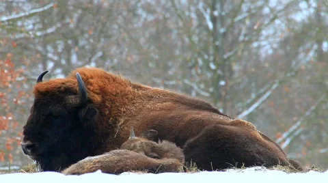 MVI 5272 Stock Footage 628996