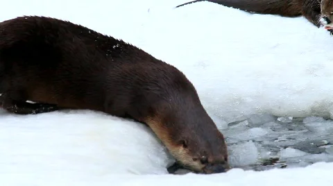 MVI 5283 Stock Footage 628919