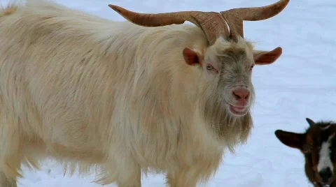 MVI 5306 Stock Footage 628768