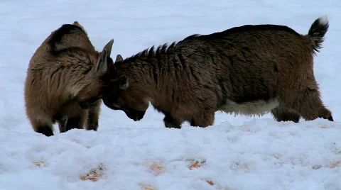 MVI 5307 Stock Footage 628677