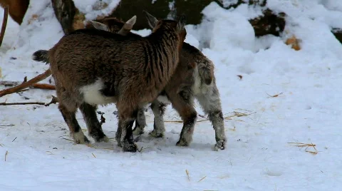 MVI 5315 Stock Footage 628637