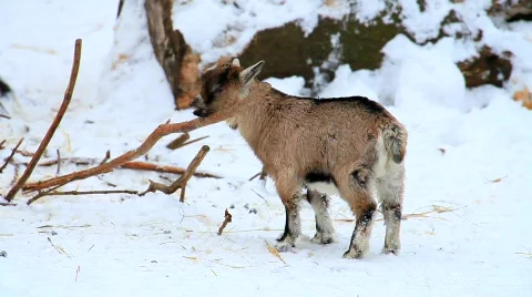 MVI 5316 Stock Footage 628594