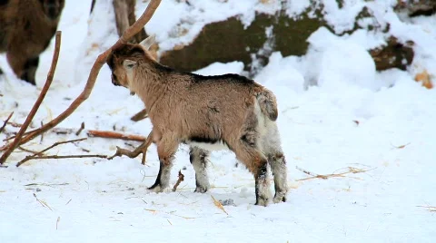 MVI 5317 Stock Footage 628519