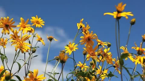 MVI 5430 1 Stock Footage 8849992